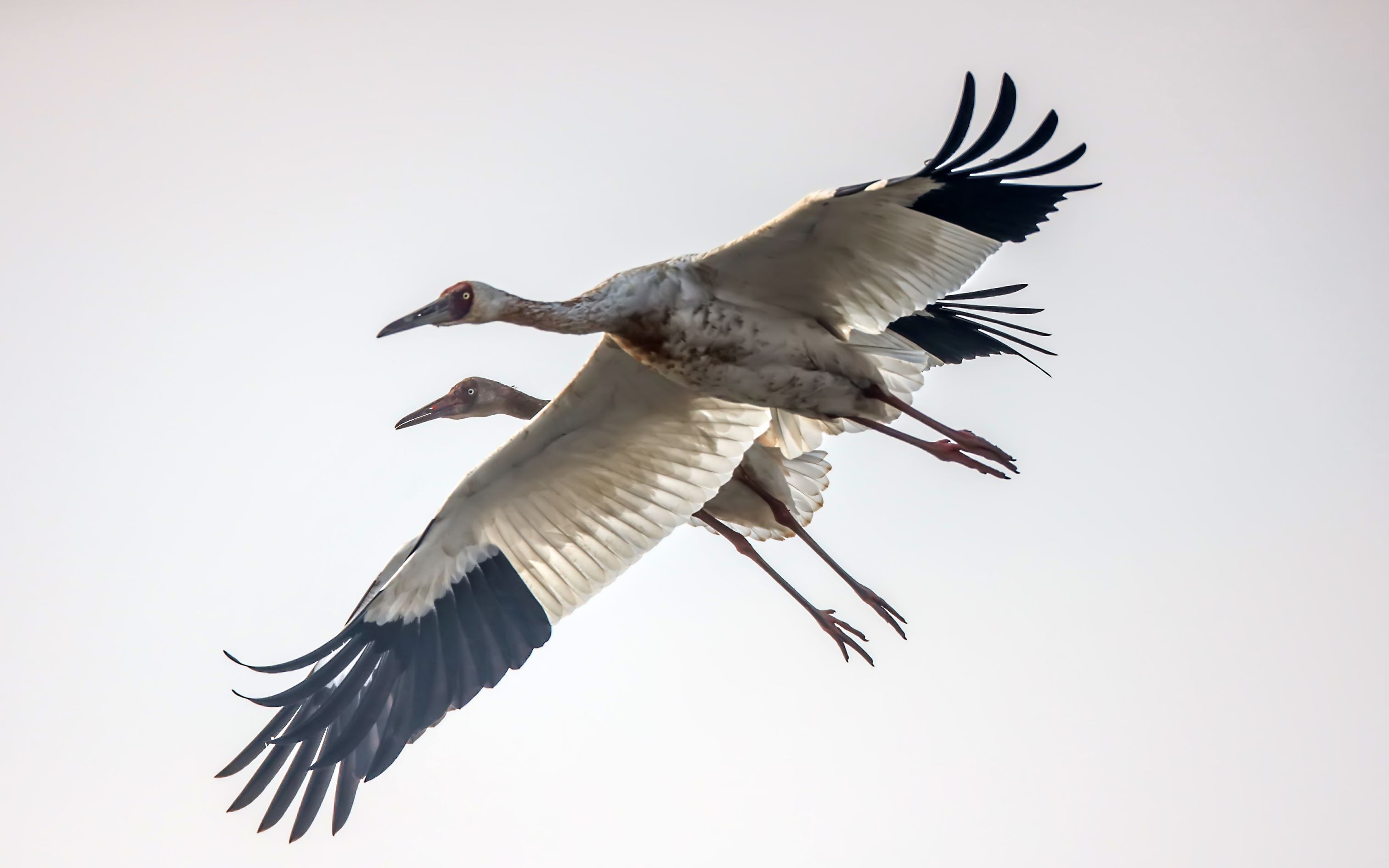 肖戈中国一级重点保护野生动物白鹤来鄱阳湖越冬啦