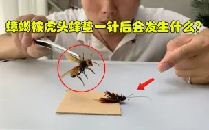 Descargar video: 蟑螂被虎头蜂蛰一针后会发生什么？蟑螂到底能不能坚持到最后吗