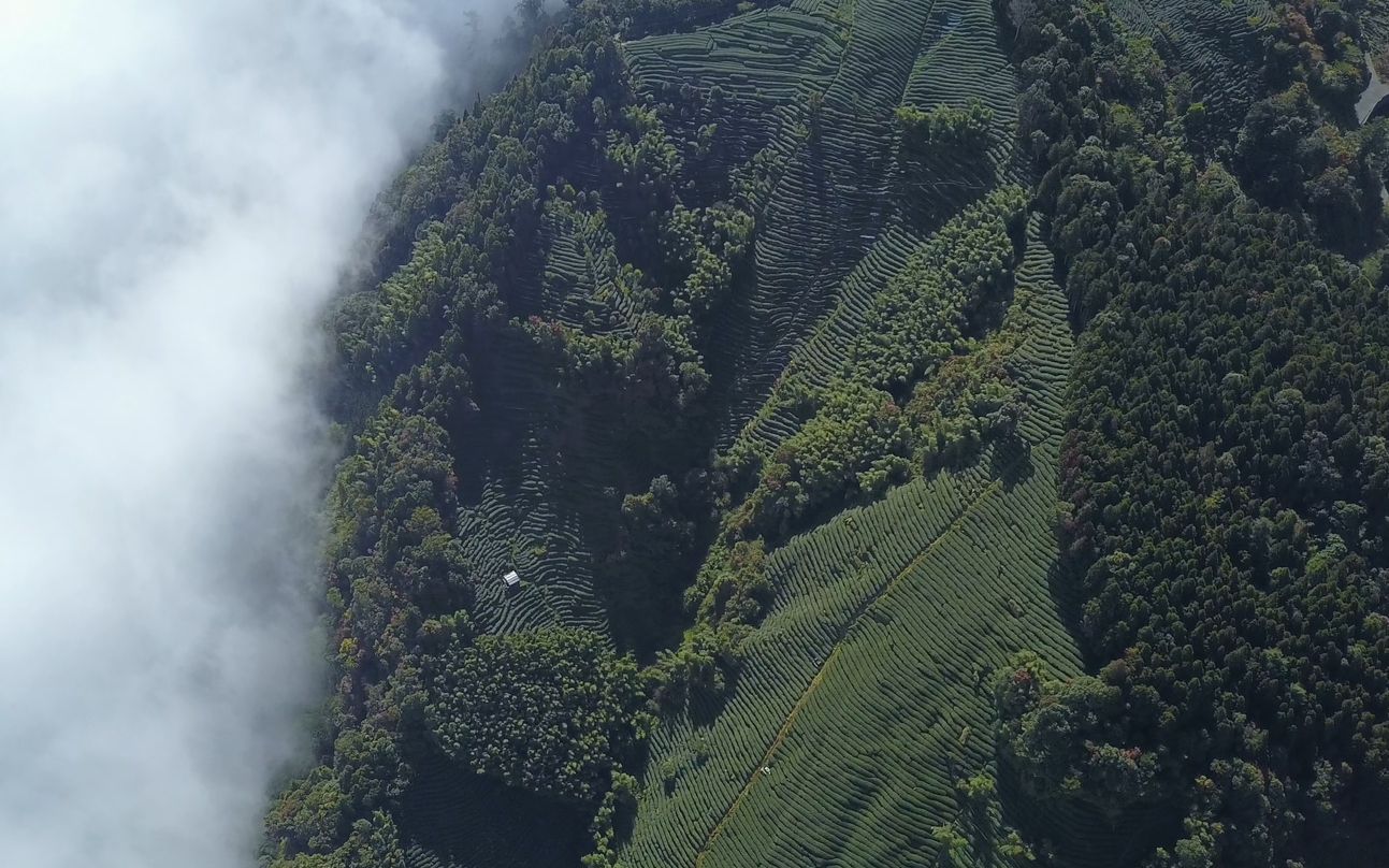 [图]DJI MAVIC 4K 航拍 台湾 南投 留龙头 金柑树山 忘忧森林 20180408