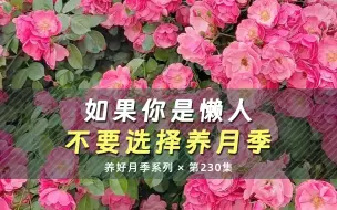 Download Video: 如果你做不好这些，建议不要养月季！！！