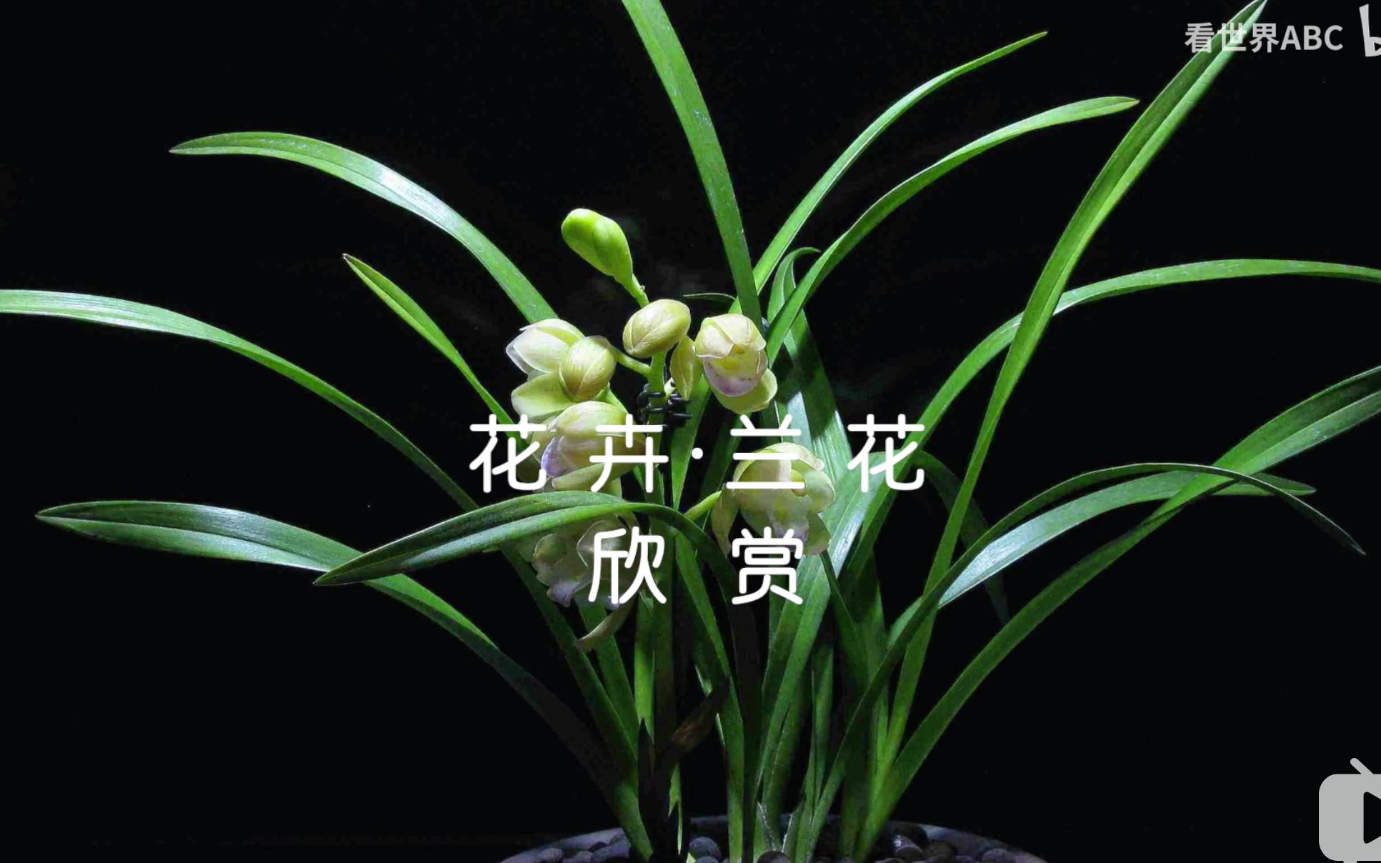 花中四君子〡兰花