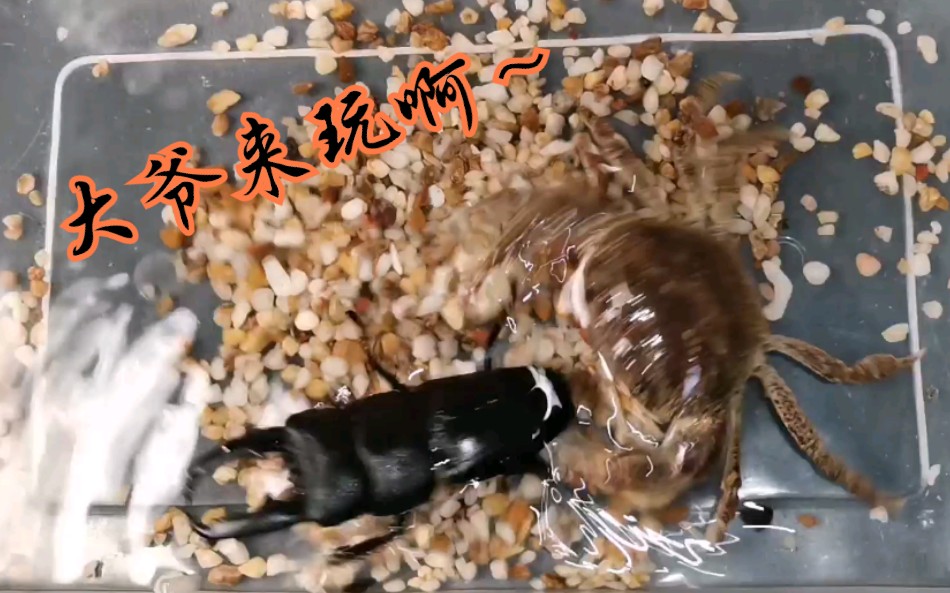 螃蟹主场vs锹甲是什么样子溪蟹vs中扁