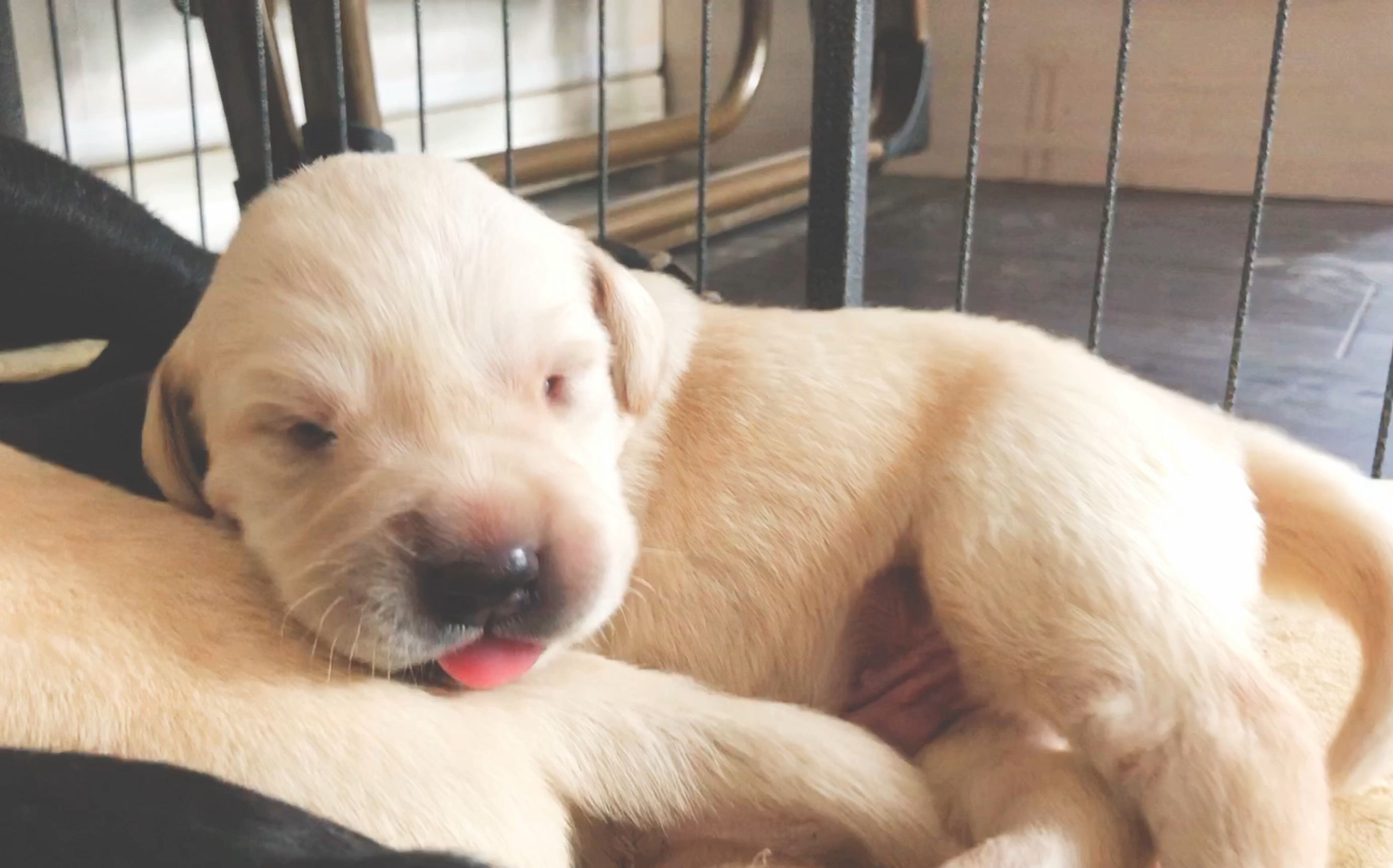 【拉布拉多】小奶狗日记day13-吃完就睡 艾丽呼噜声好大