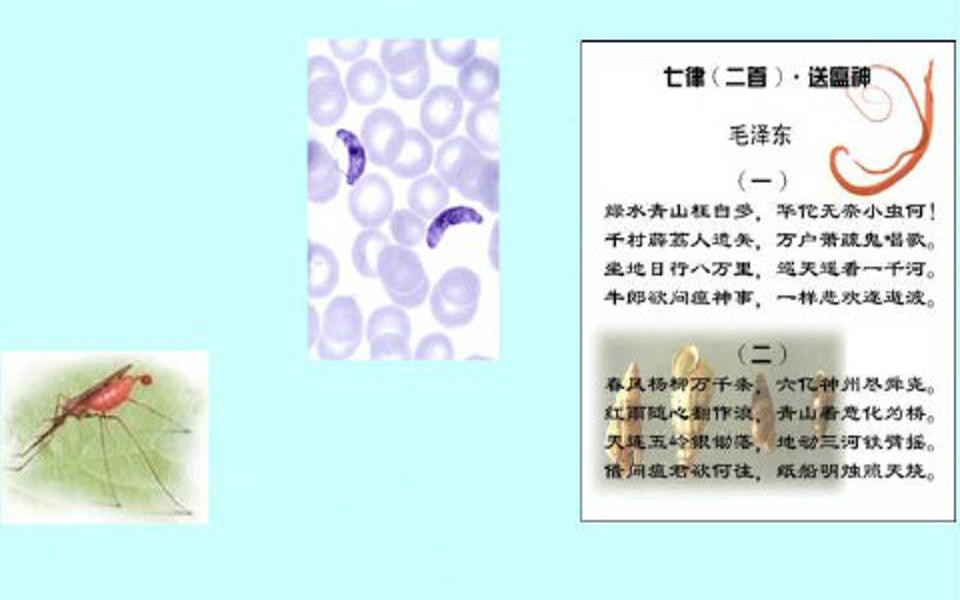 人体寄生虫学  华中科技大学(国家精品课)哔哩哔哩bilibili