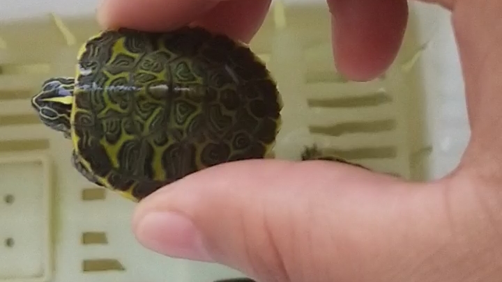 我的小宠物turtle?还是tortoise?哔哩哔哩bilibili