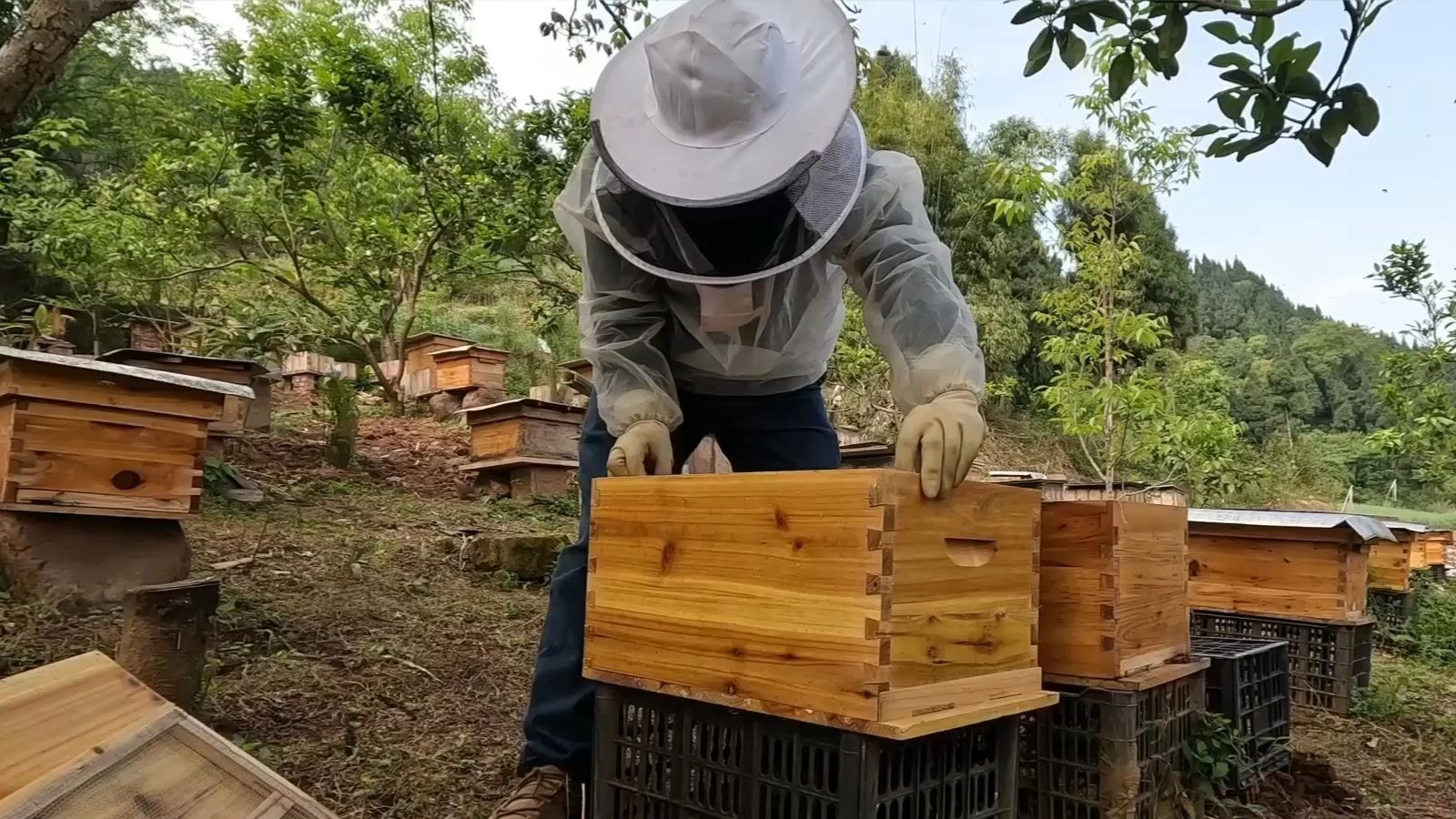 蜜蜂起王台?原地分蜂均分法助你轻松解决