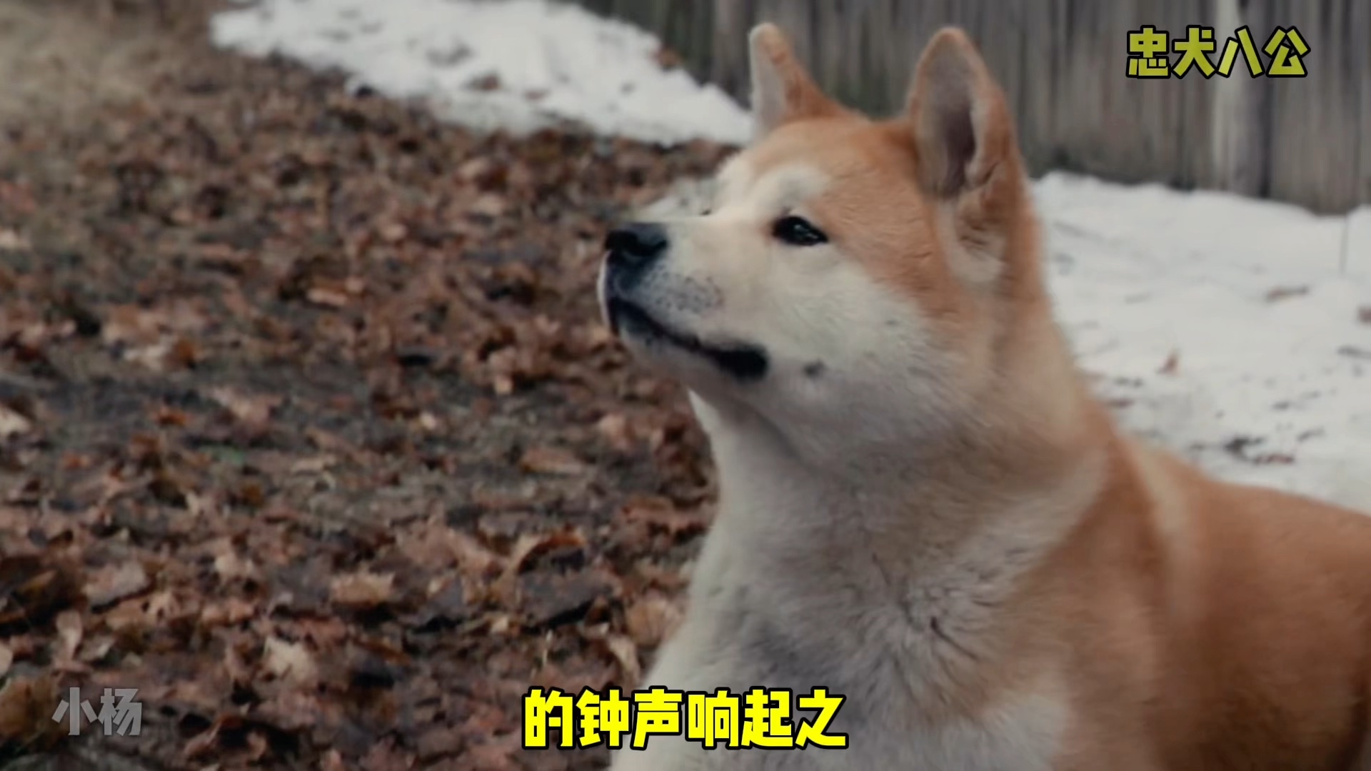 忠犬八公的故事是真人真事改编的.真实的情况比电影更感人.