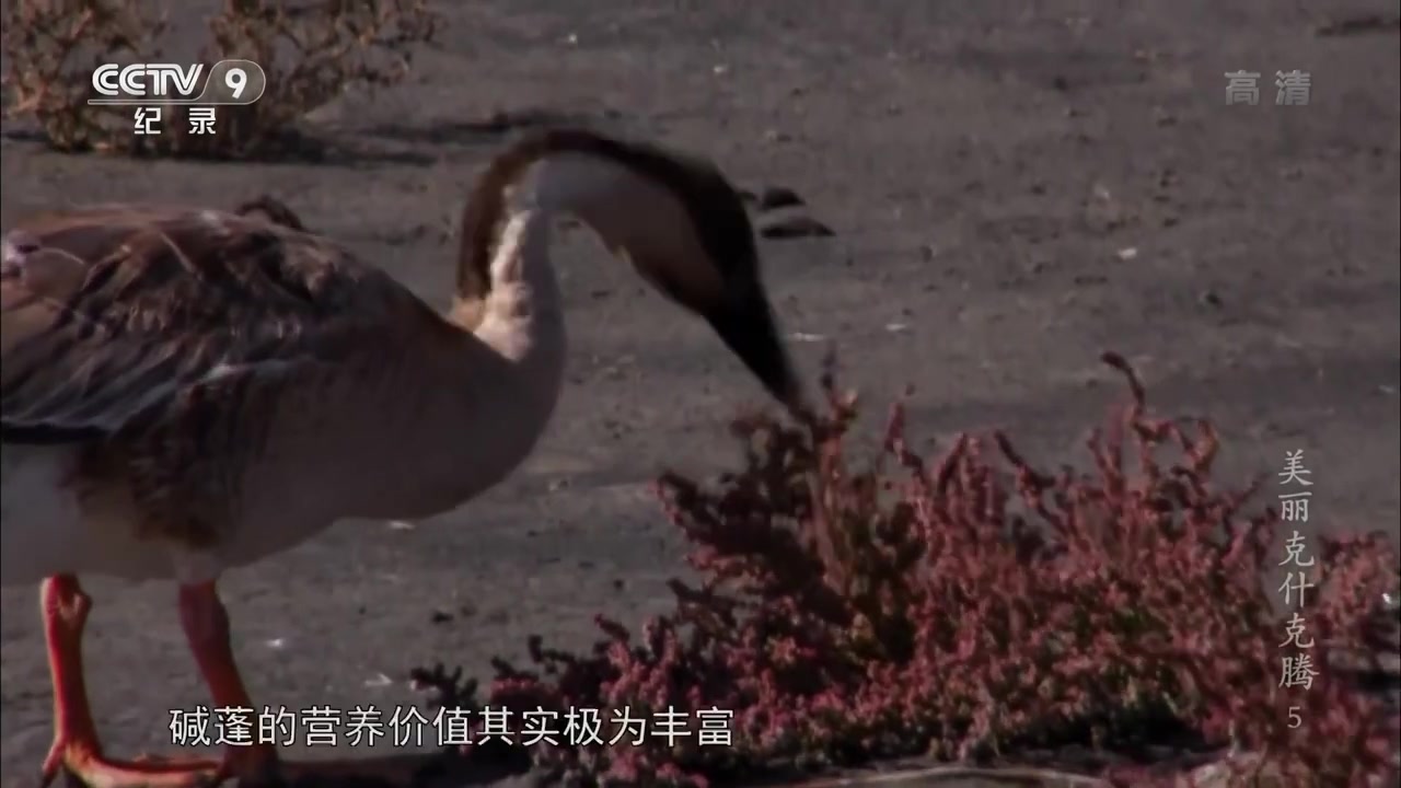 [图]牧民一家搬离牧场 撤掉蒙古包《美丽克什克腾》第五集【CCTV纪录】