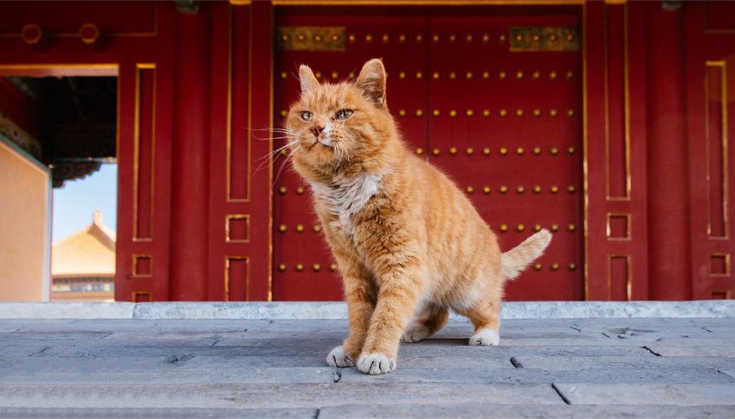 故宫出现200多只猫,成热门网红吸猫圣地,人们称为猫中保安