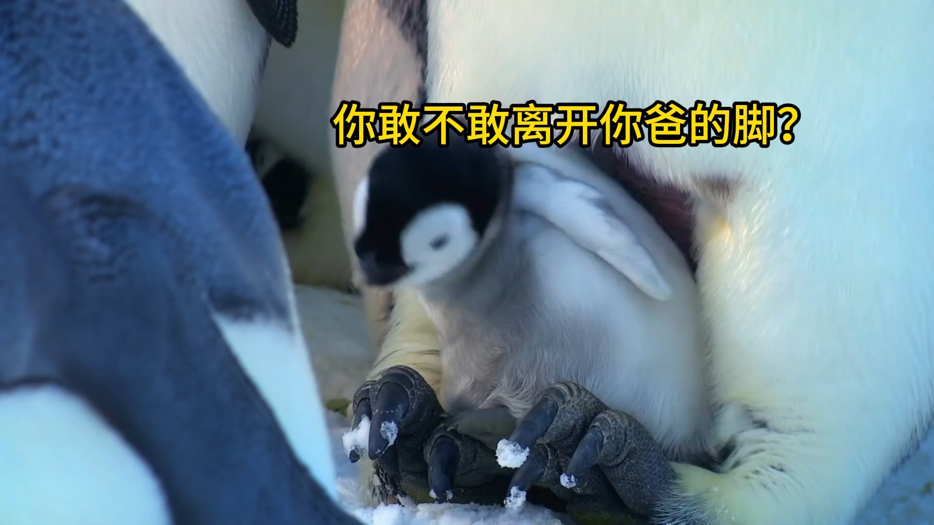 小企鹅诗歌（小企鹅诗歌教案反思） 小企鹅诗歌（小企鹅诗歌教案反思）《小企鹅歌曲教案》 诗歌赏析