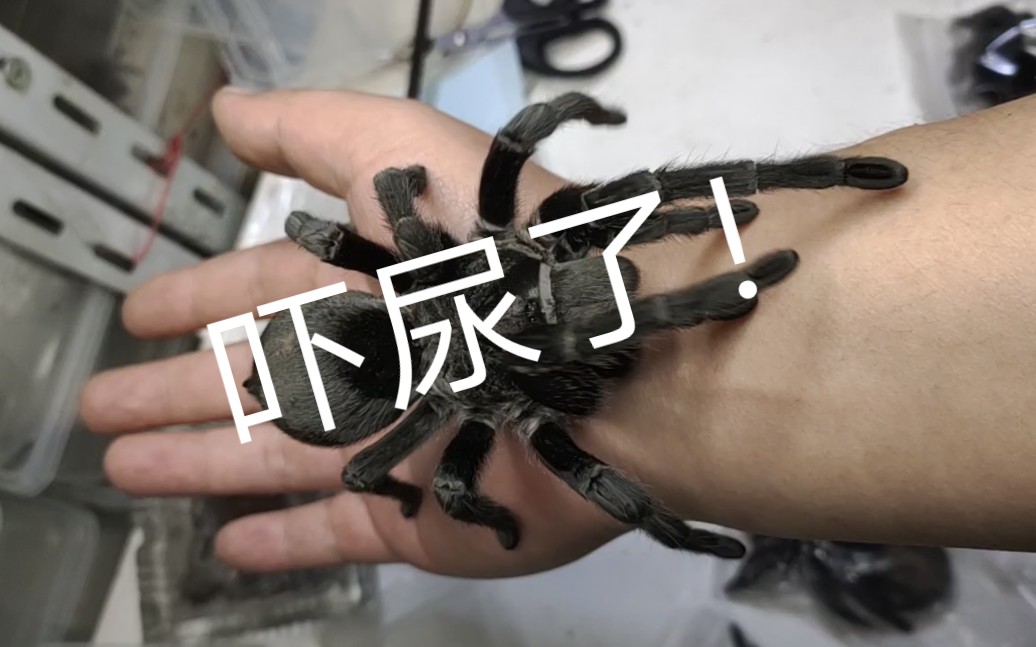 开箱就爬手上一只大蜘蛛!好萌!巴西黑丝绒成体母_哔哩哔哩_bilibili