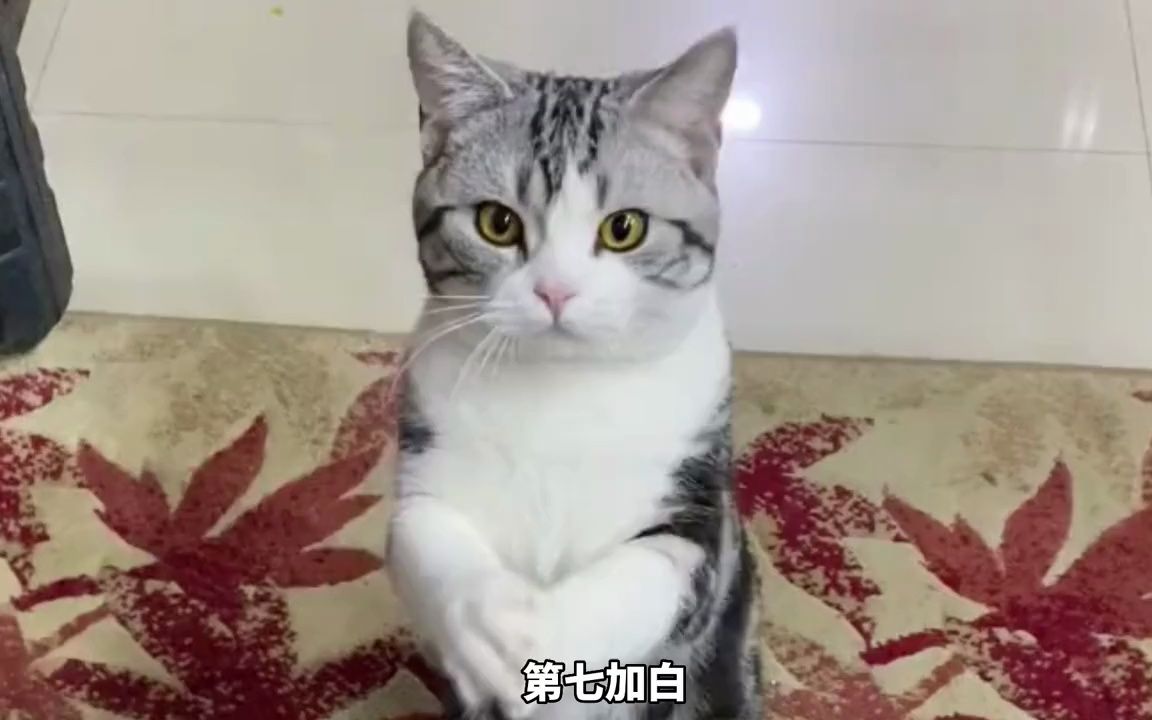 盘点:这些猫咪品种大全,你喜欢哪只?哔哩哔哩bilibili