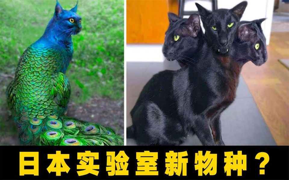 6只长相最奇怪的猫,三头猫、孔雀猫从日本实验室逃出!哔哩哔哩bilibili