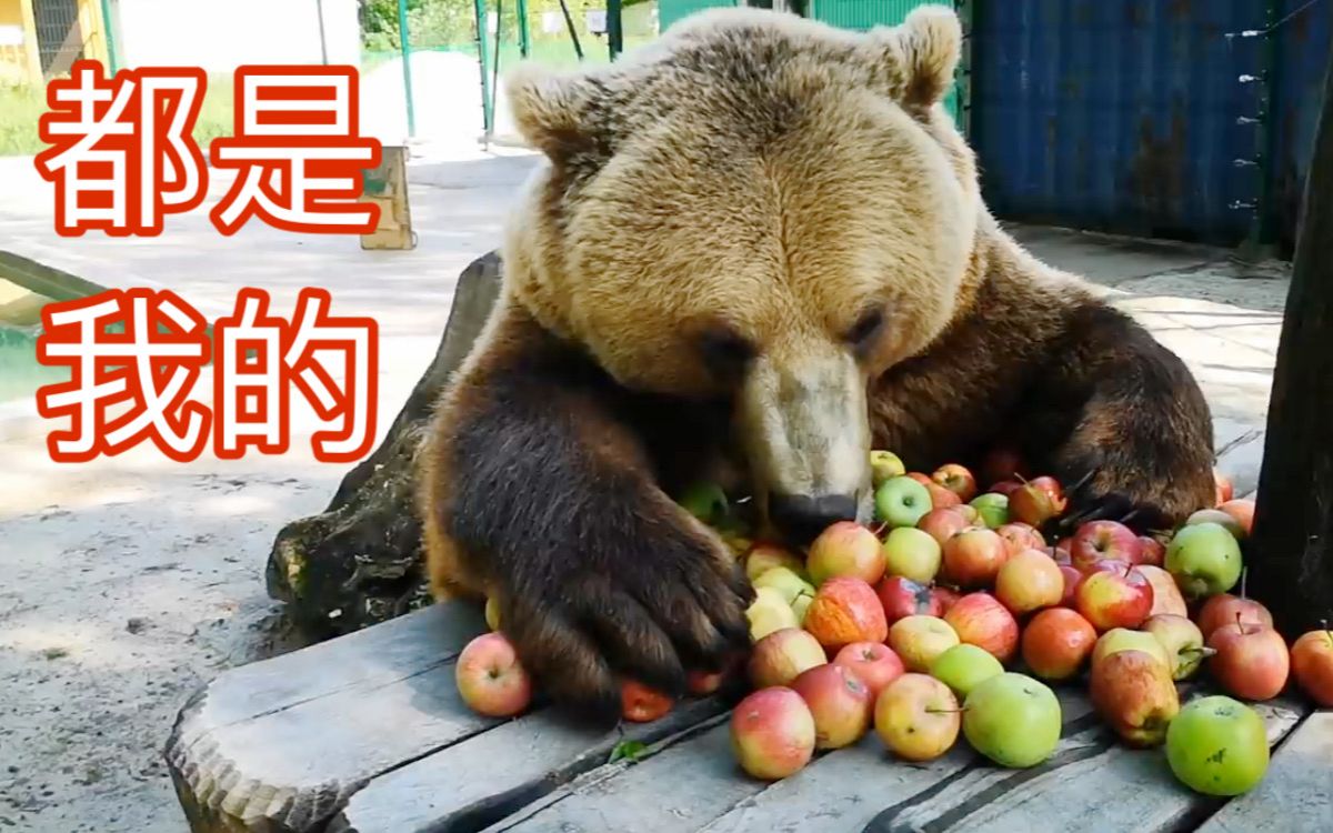 在俄罗斯,4岁大的"熊宝宝"早餐喜欢吃什么?_哔哩哔哩_bilibili