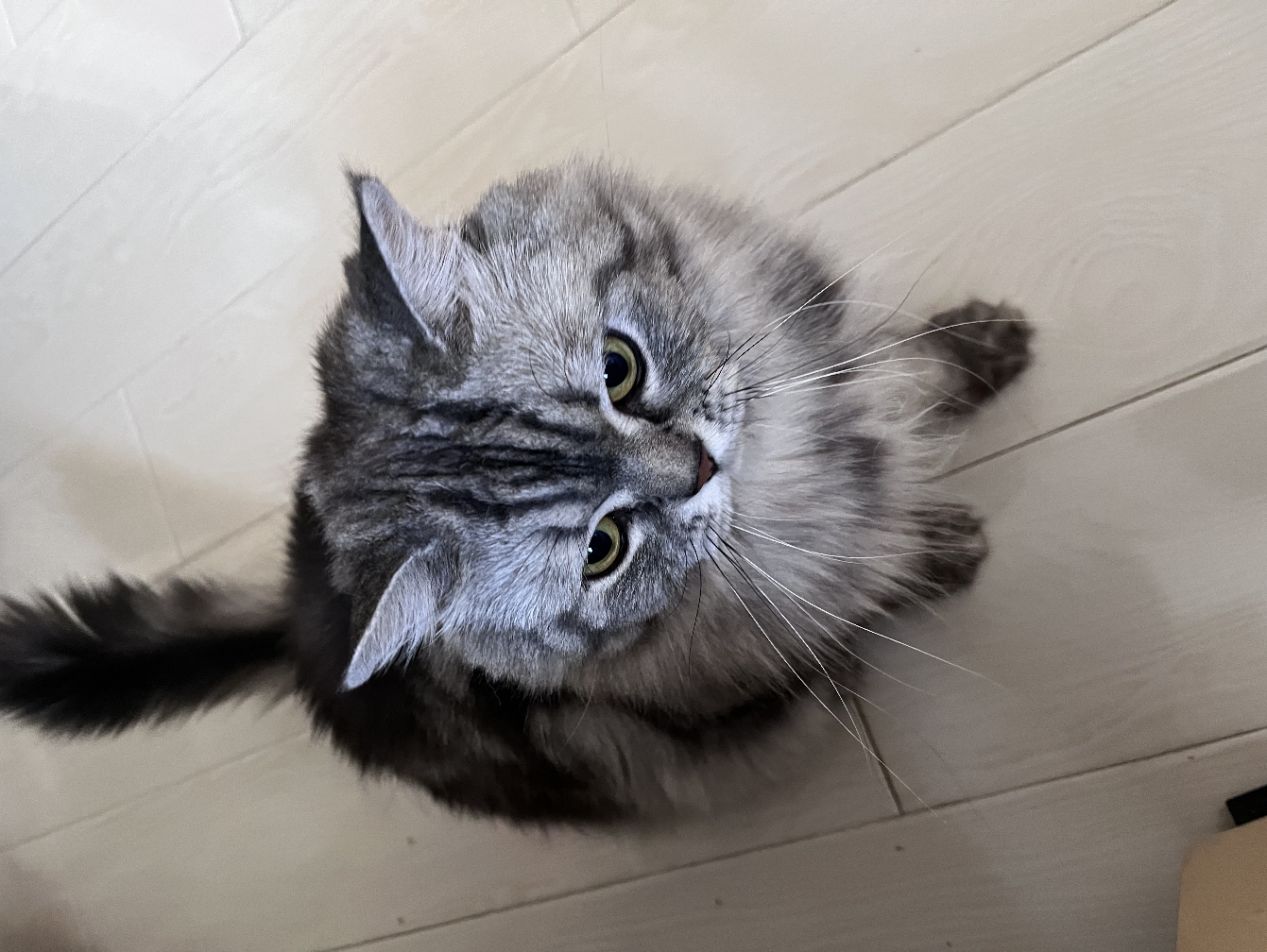 我和西林的猫咪日常!(*´u`*)