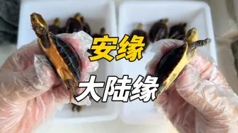 Download Video: 教你如何鉴别安缘和大陆缘，并分享选龟心得！