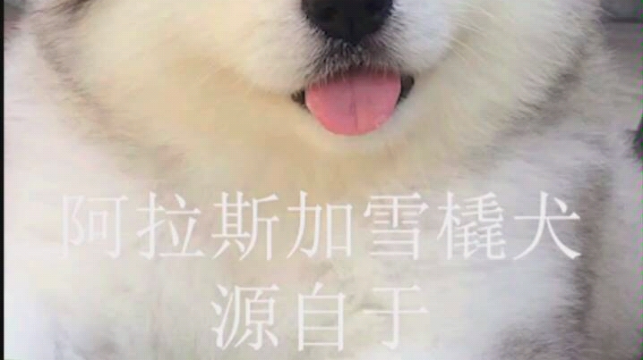 阿拉斯加雪橇犬小知识哔哩哔哩bilibili