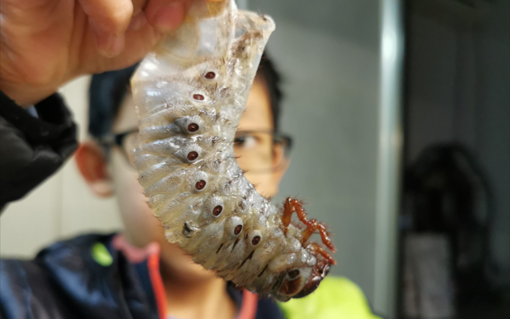 毛象大兜幼虫标本制作———虫大痴的口味越来越重09_哔哩哔哩_bili