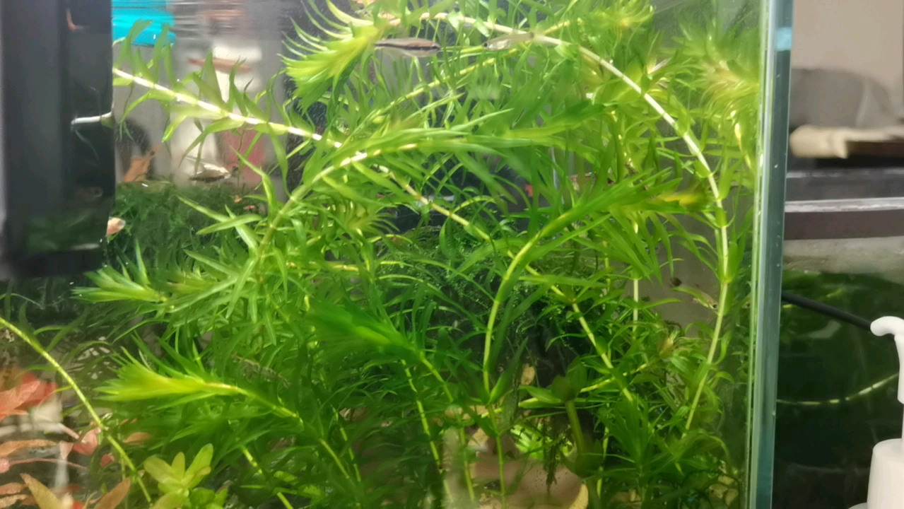 一周大的斗鱼快被三周大的孔雀鱼炫完了