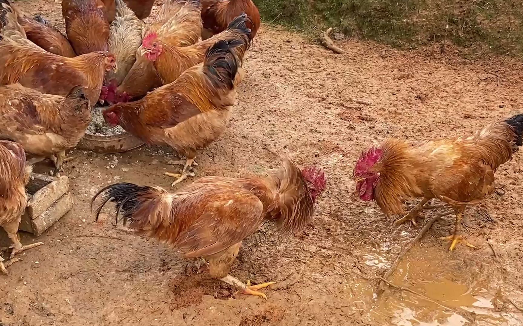 [图]买了一袋米糠回来喂鸡，没想到鸡这么饿，为了争食打了起来