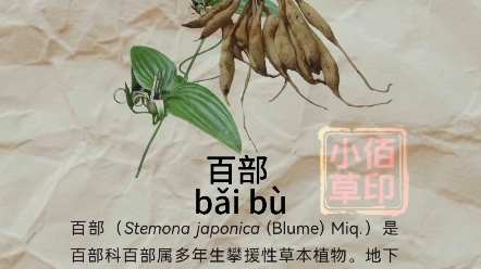百部别名:百条根,百部草,闹虱药,药虱药,嗽药,野天门冬,百奶,九丛根