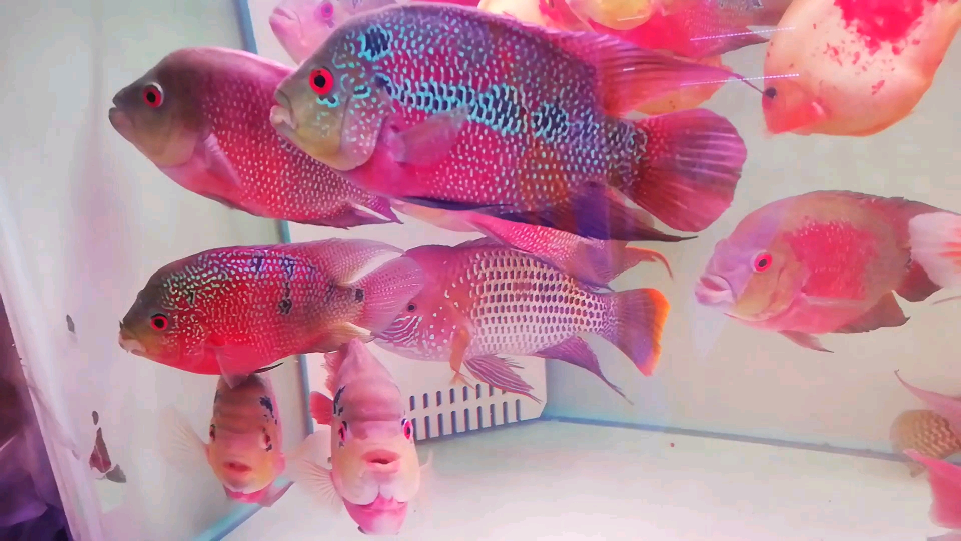 我最爱的观赏鱼还是珍珠罗汉鱼4