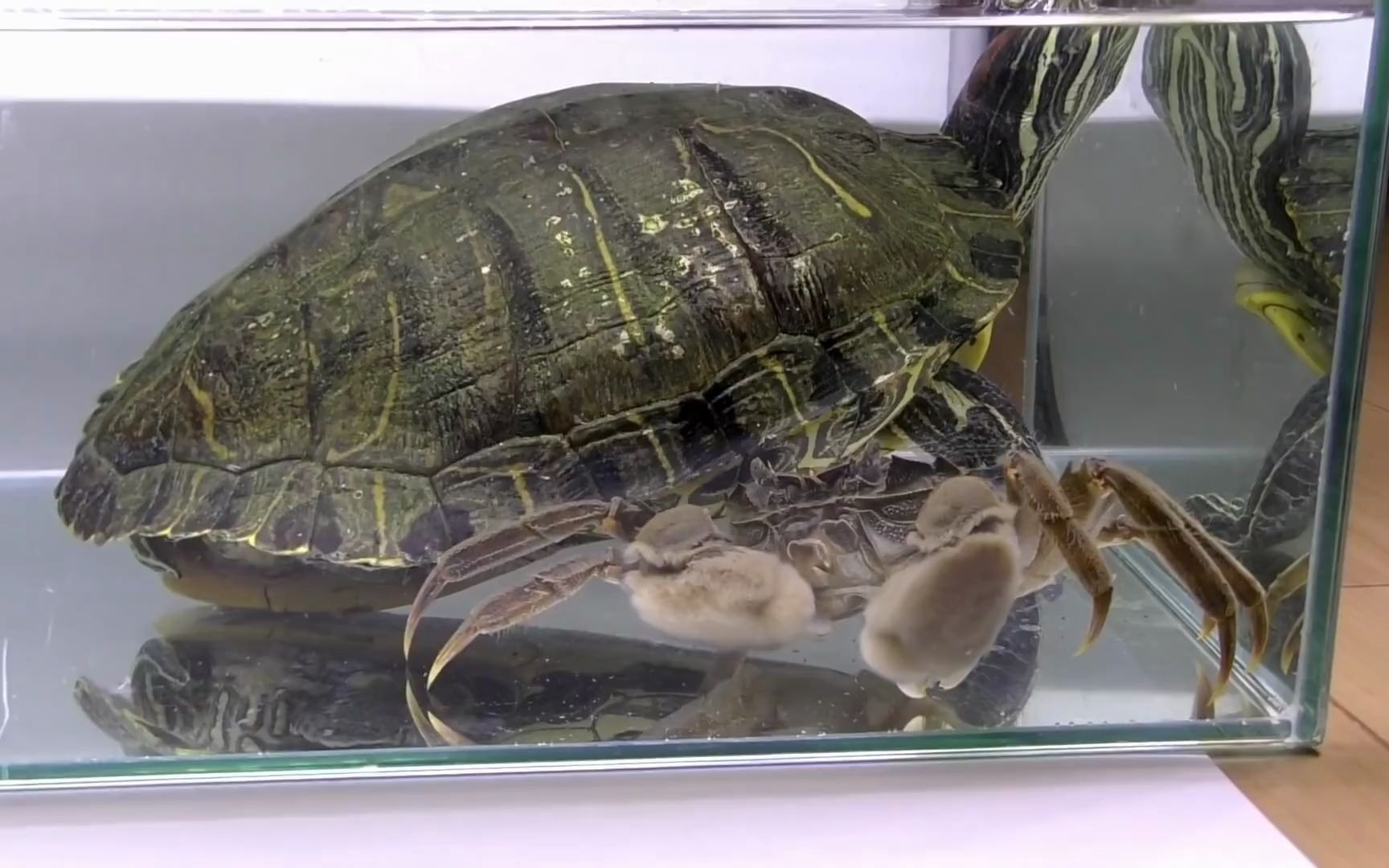 大型巴西龟vs大螃蟹