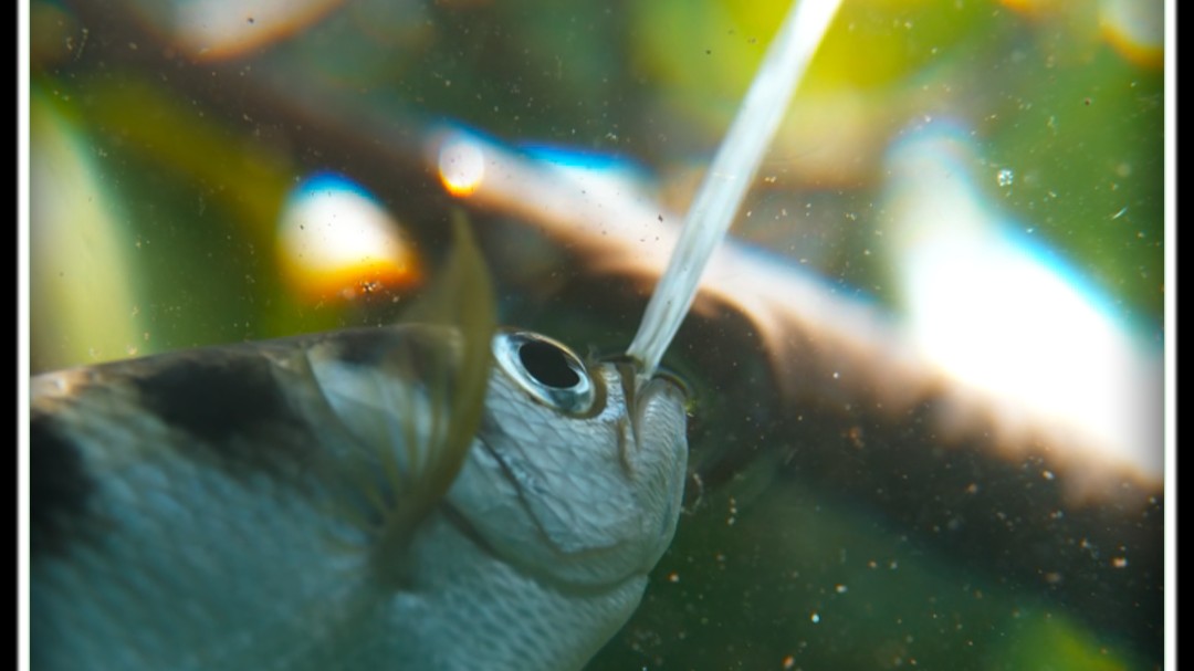 射水鱼,自然界中的喷子