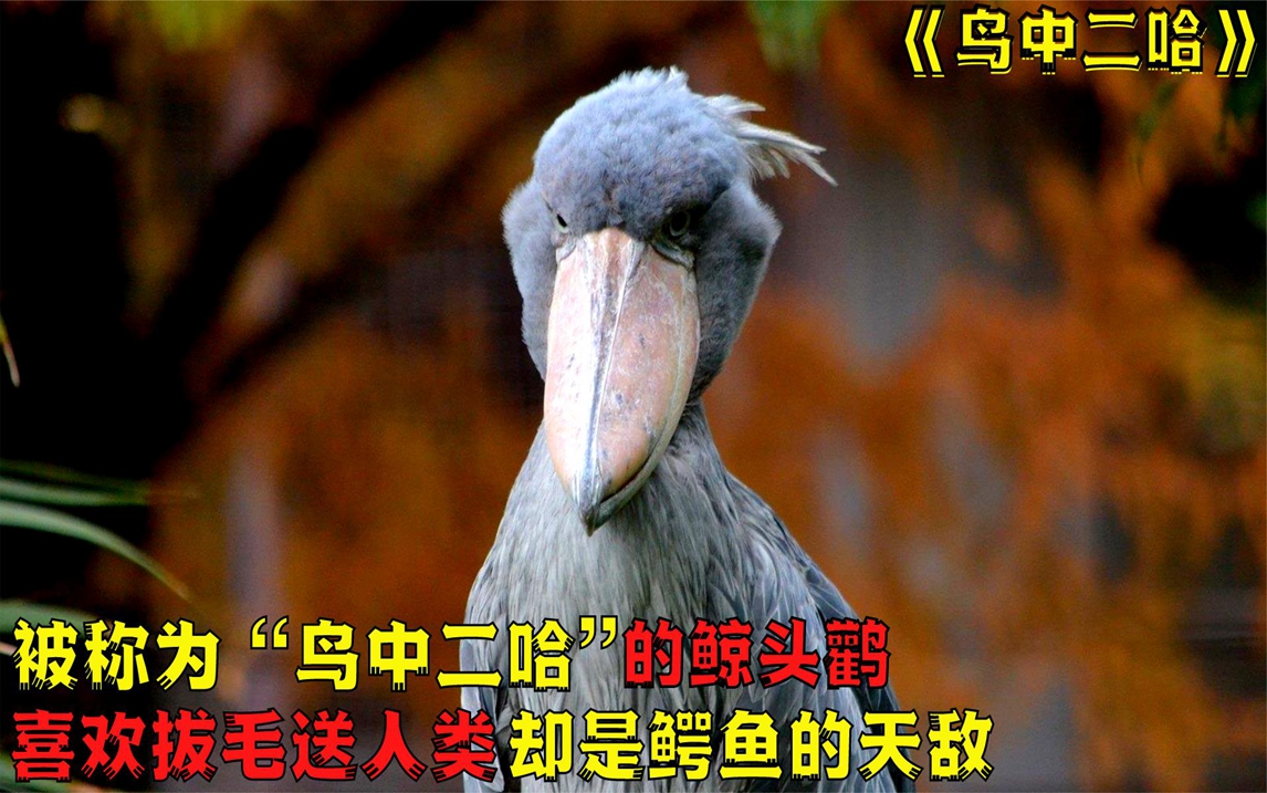 被称为"鸟中二哈"的鲸头鹳,喜欢拔毛送人类,却是鳄鱼的天敌?
