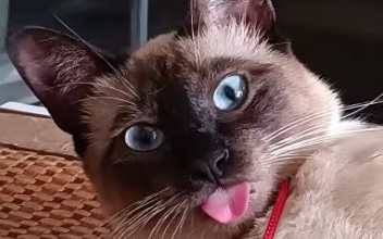 逻辑猫表情包化合集