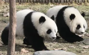 Скачать видео: 【野外引种：野爹们不是同一个】1.截止目前，熊猫中心总共引种成活了至少8只：草草2018年的和和+美美龙凤胎，2019年的星野+沐野两兄弟；乔乔2019年