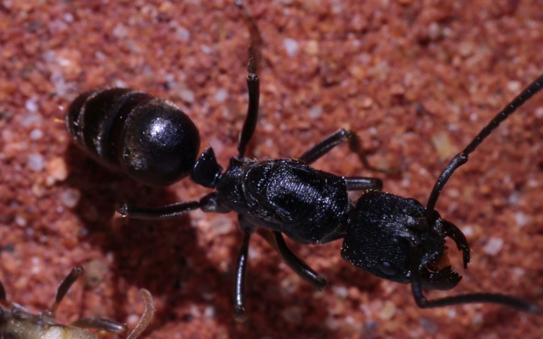 odontoponera transversa 横纹齿猛蚁_20221011_02.mp4