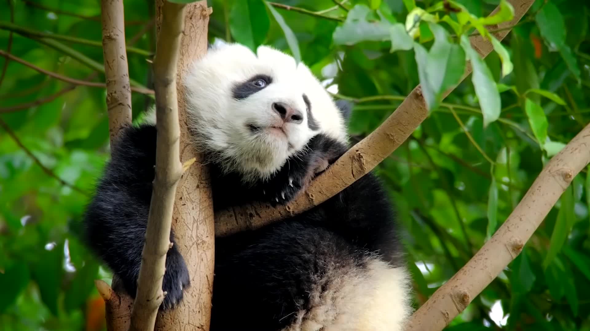 可爱的憨憨大熊猫猴子.