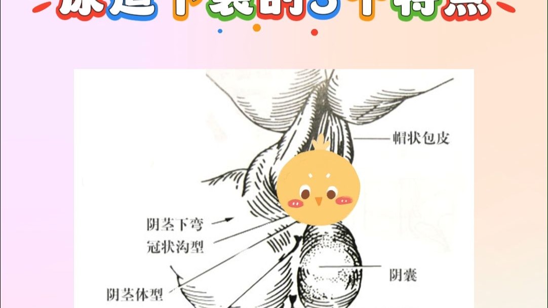 尿道下裂的3个特点