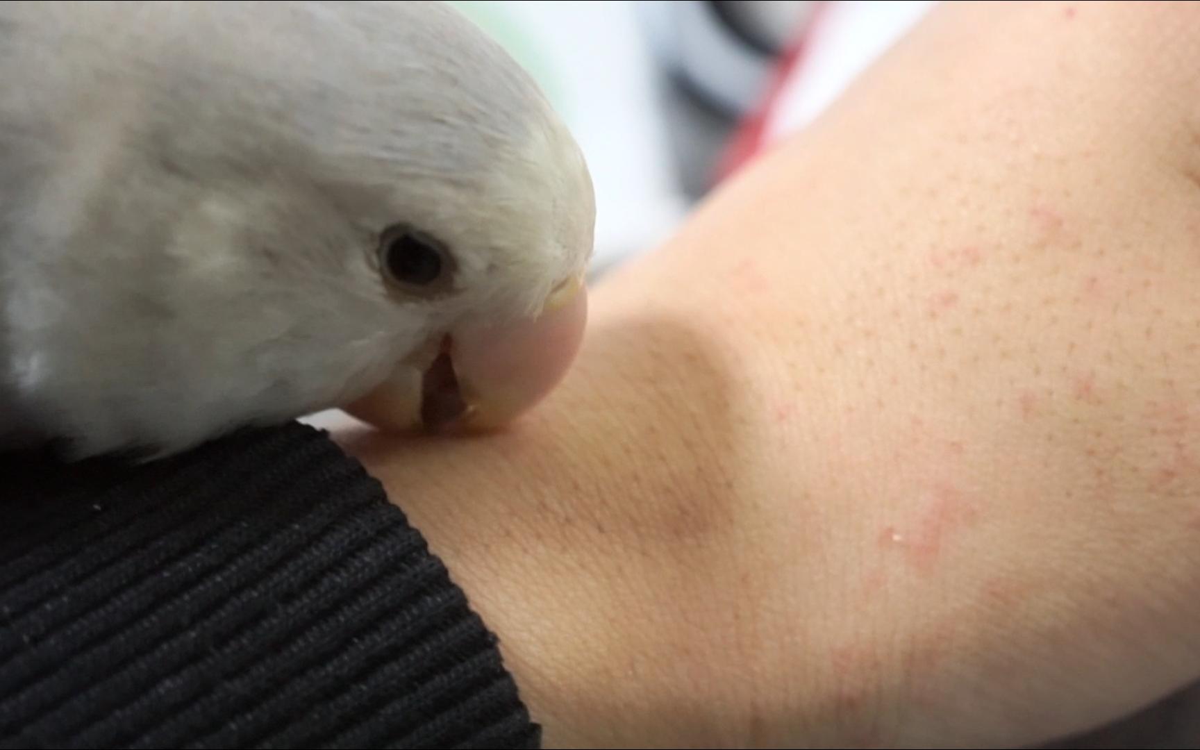 谁教的你种草莓