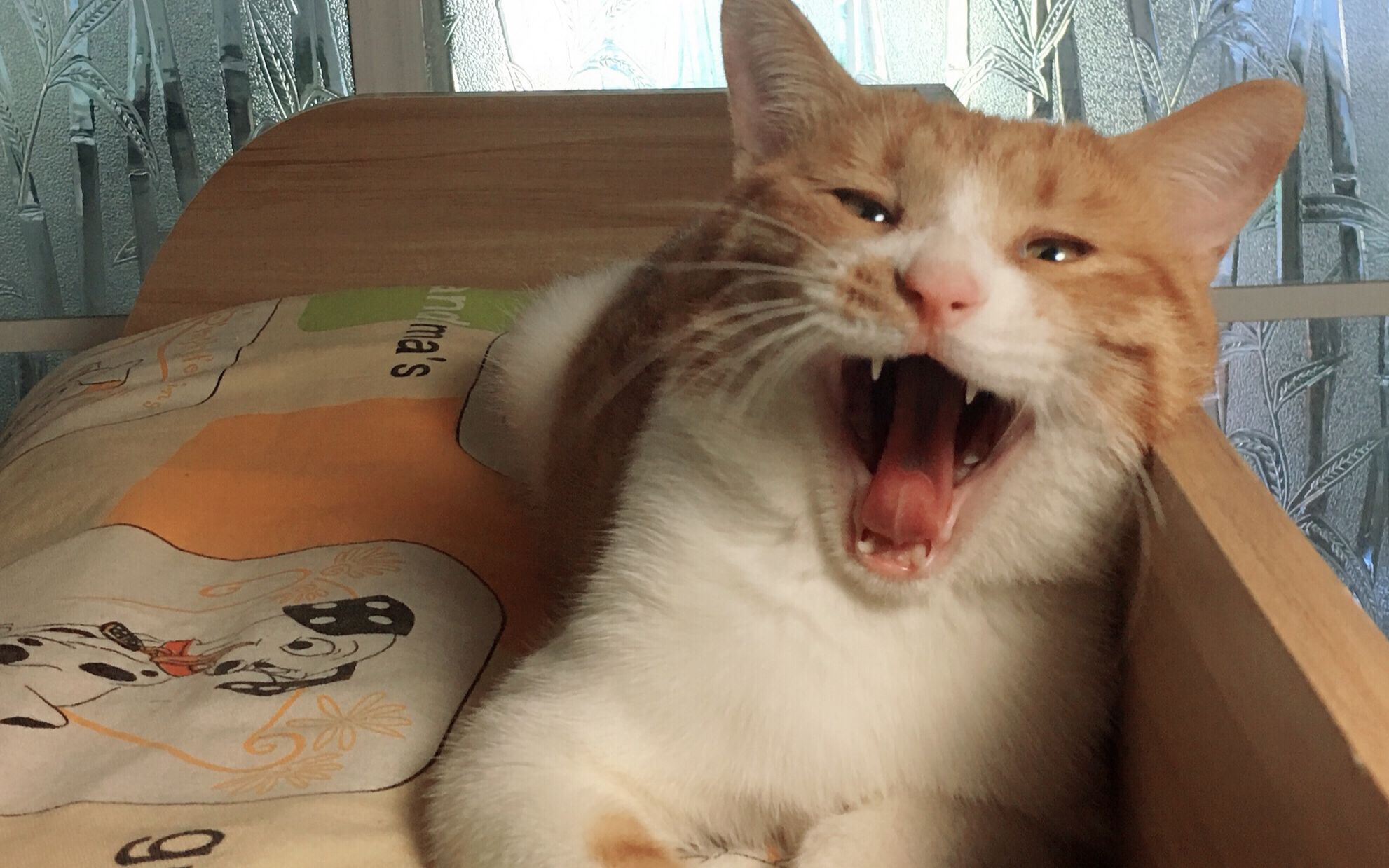 【橘猫】橙汁儿的自拍与他拍