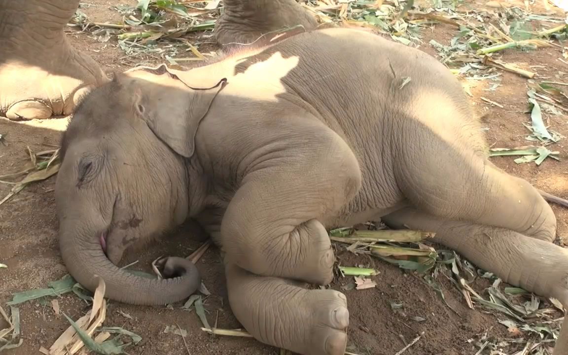 大象站着睡觉的图片图片