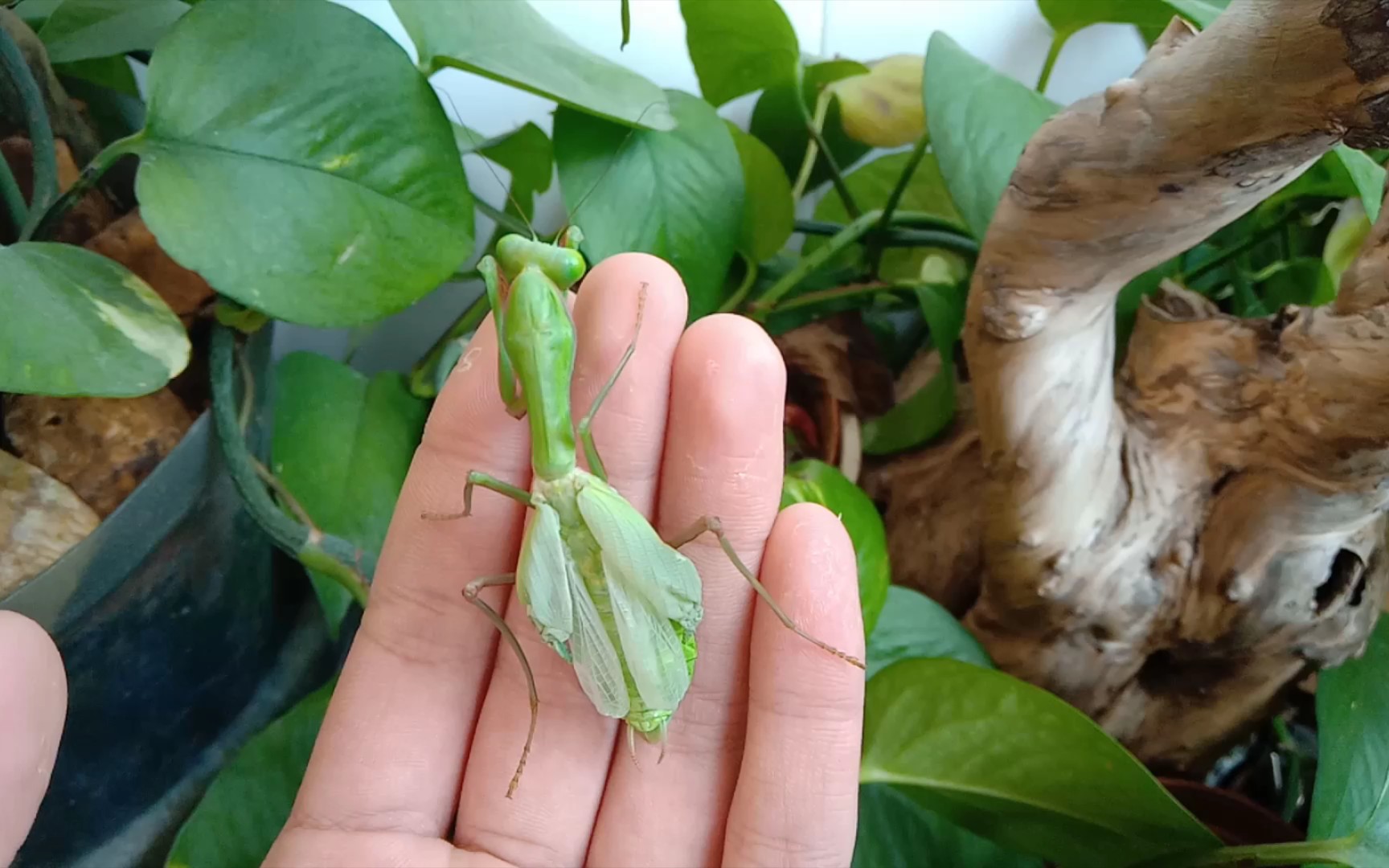 羽化失败的澳宽