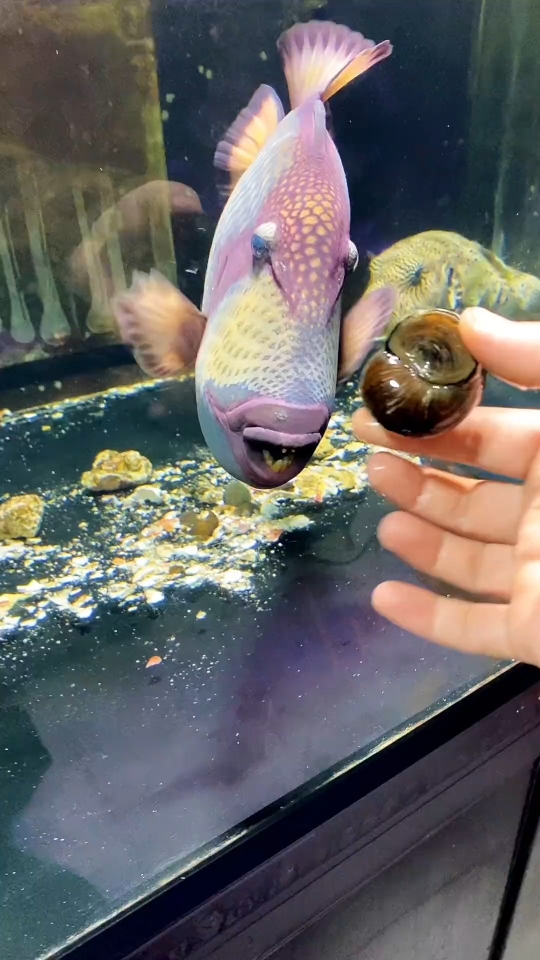 把福寿螺给泰坦炮弹鱼吃会怎么样?