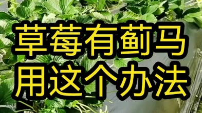 草莓有蓟马用这个办法哔哩哔哩bilibili