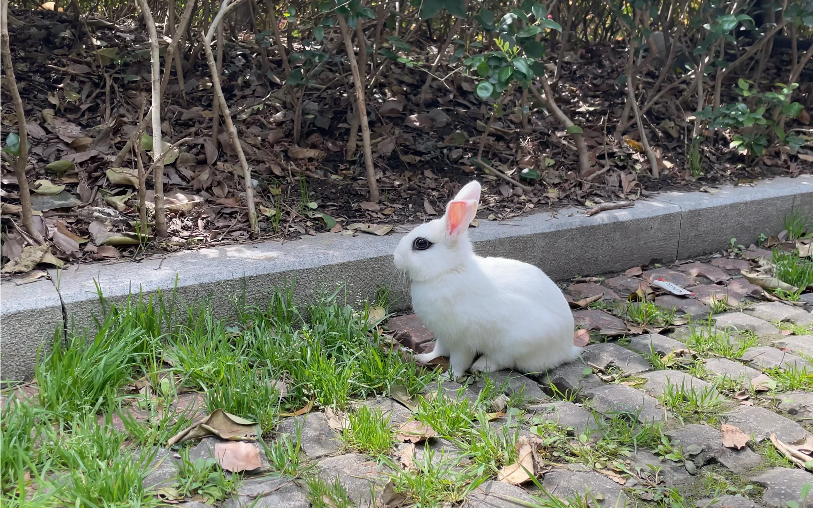 小白兔吃草的图片大全图片