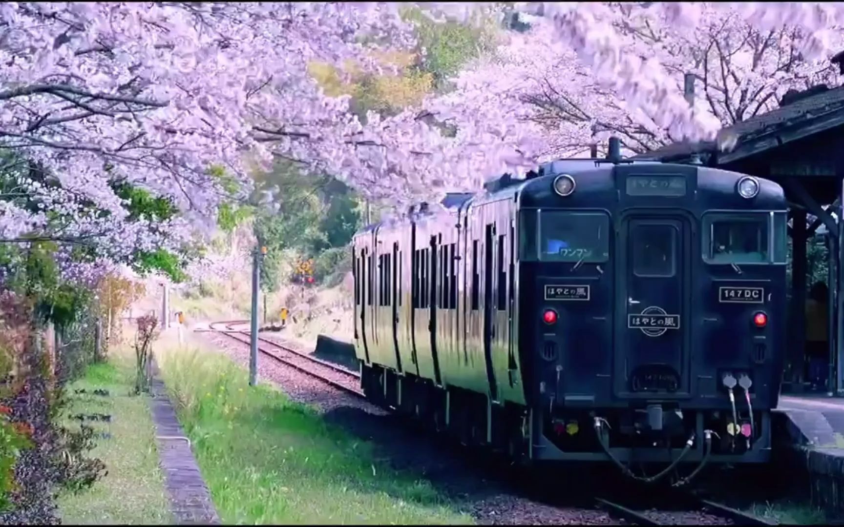 樱花火车壁纸图片