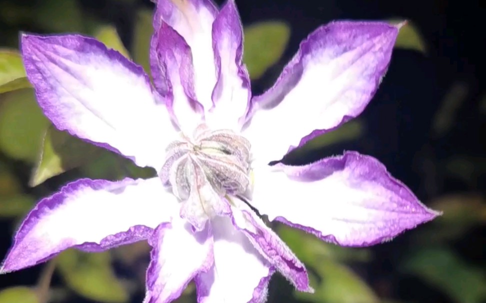 花开的声音,铁线莲雅特新星秋天的颜色