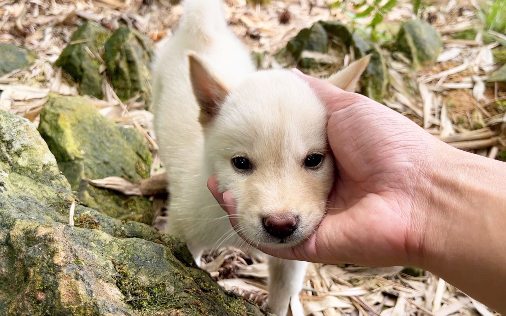 一只小萌狗,奇怪的人类,谁要和你握头啊