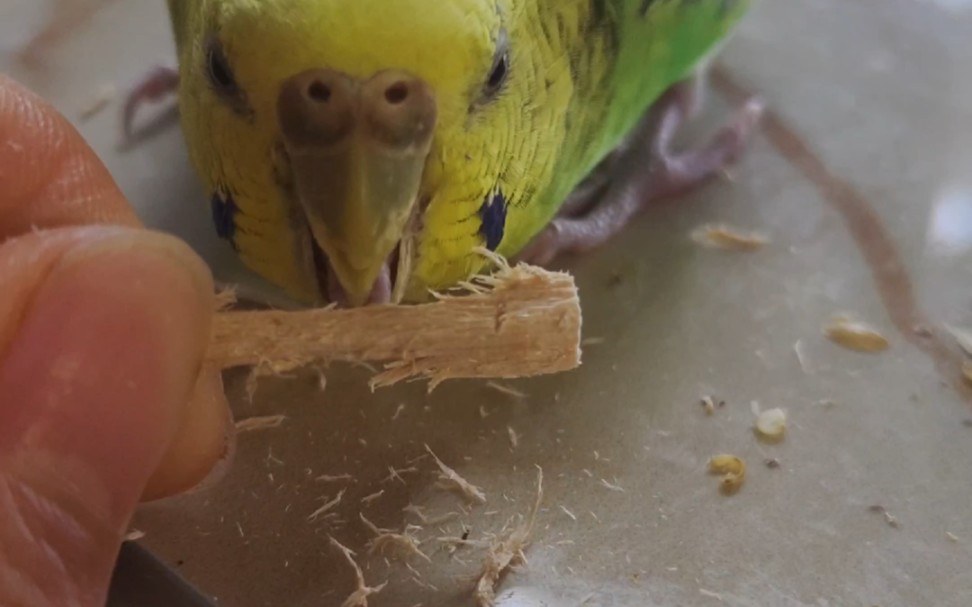 澳大利亚大蟑螂