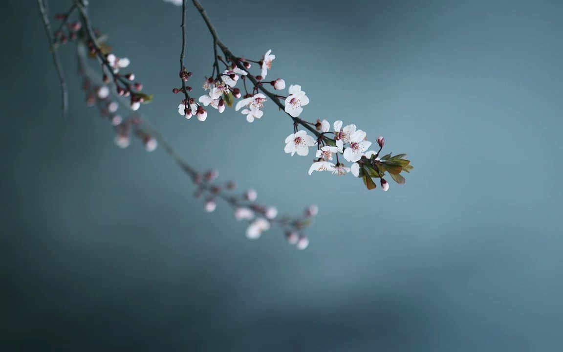 [图]荷心.30分钟瑜伽放松休息术