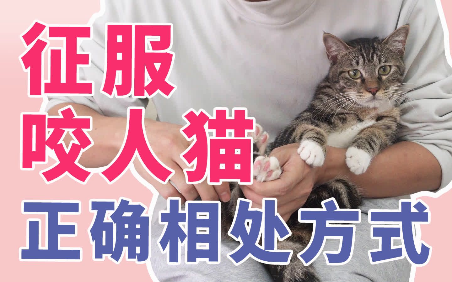 征服咬人猫训猫教学3猫行为纠正性格重塑 跟猫正确相处方式哔哩哔哩bilibili