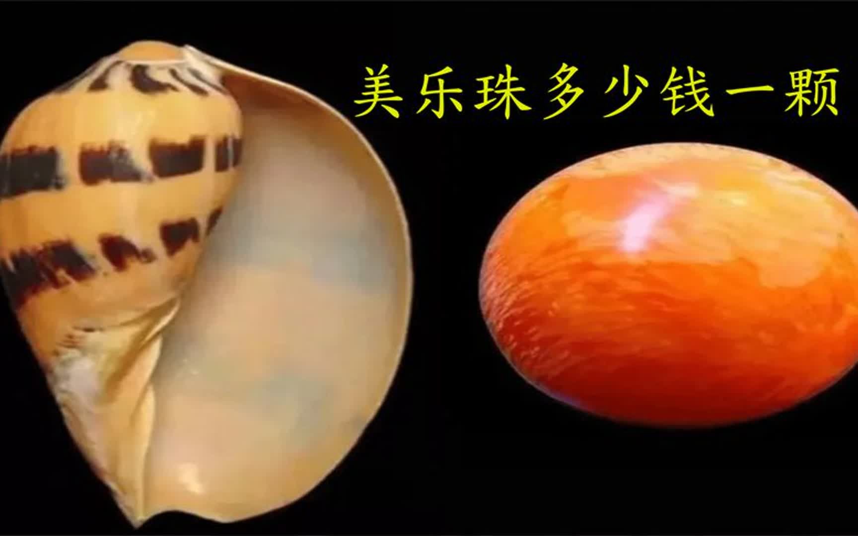 美乐珠多少钱一颗