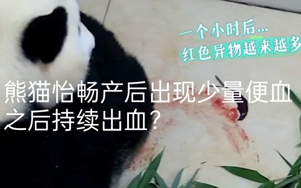 熊猫怡畅产后出现少量便血,之后持续出血,幸亏后面有惊无险平安度过这一劫.当初熊猫萌萌、熊猫成功等熊猫母亲生熊猫萌兰、熊猫花花时也很有危机....