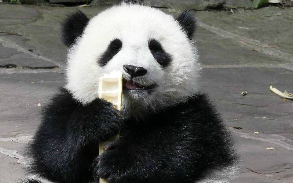 20170812大熊猫乔伊乔良精力旺盛的弟弟